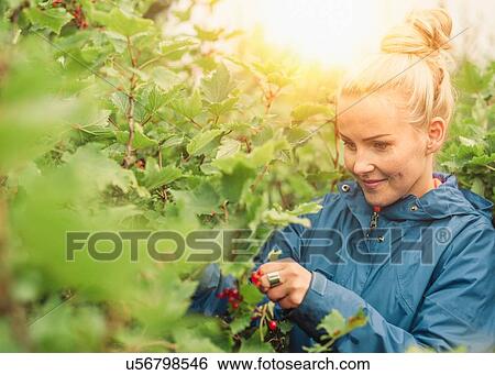 Mid adult woman picking redcurrants View Large Photo Image Stock Photograph - Mid adult woman picking redcurrants. Fotosearch