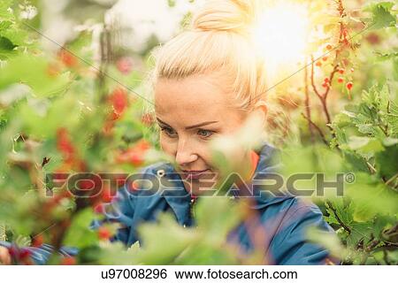 Mid adult woman picking redcurrants View Large Photo Image Stock Photograph - Mid adult woman picking redcurrants. Fotosearch
