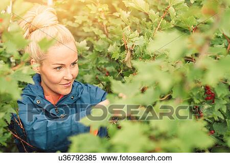Stock Photography - Mid adult woman picking redcurrants. Fotosearch