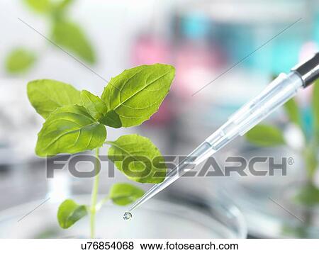 Stock Photo - Pipette dropping test sample onto seedling in petri dish. Fotosearch