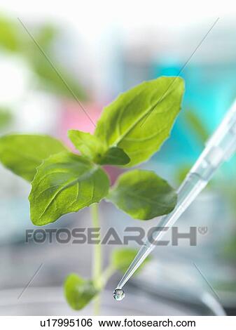 Stock Photograph - Pipette dropping test sample onto seedling in petri dish. Fotosearch