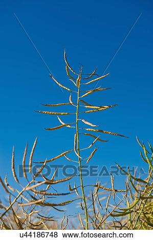 Stock Photo - Plant with seed pods against blue sky. Fotosearch