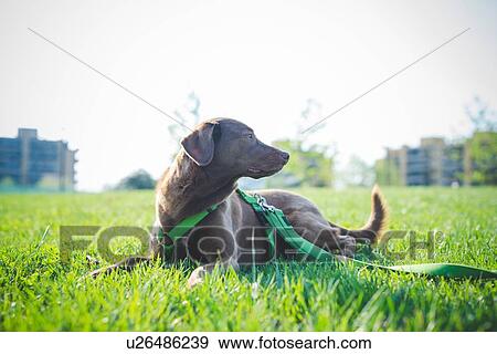 Portrait of dog looking over its shoulder in park View Large Photo Image Stock Photo - Portrait of dog looking over its shoulder in park. Fotosearch