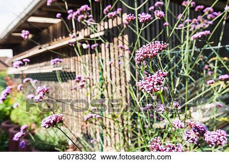 Purple flowers in sunlit garden View Large Photo Image Stock Image - Purple flowers in sunlit garden. Fotosearch