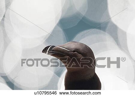 Razorbill (alca torda) looking away View Large Photo Image Stock Photograph - Razorbill (alca torda) looking away. Fotosearch