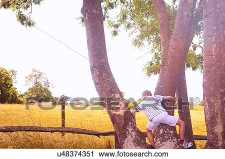 Rear view of boy climbing tree in field View Large Photo Image Stock Image - Rear view of boy climbing tree in field. Fotosearch
