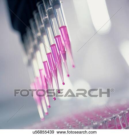 Samples being tested in a lab by using a multi pipette to place samples in a multi well tray ready for automated analysis View Large Photo Image Stock Photo - Samples being tested in a lab by using a multi pipette to place samples in a multi well tray ready for automated analysis. Fotosearch