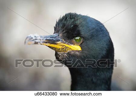 Stock Image - Side view of Common Shag (phalacrocorax aristotelis). Fotosearch