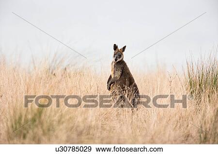 Side view of Swamp Wallaby (Wallabia bicolor) looking at camera, Phillip Island, Victoria, Australia View Large Photo Image Stock Photo - Side view of Swamp Wallaby (Wallabia bicolor) looking at camera, Phillip Island, Victoria, Australia. Fotosearch