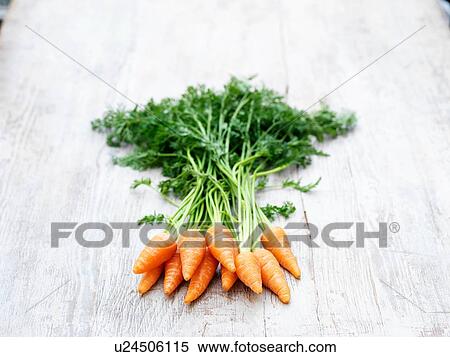 Still life of chantenay carrots with carrot tops on wooden table View Large Photo Image Stock Photography - Still life of chantenay carrots with carrot tops on wooden table. Fotosearch