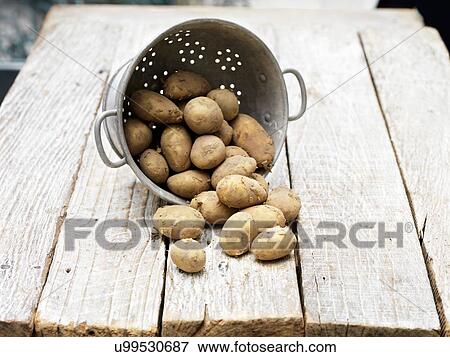 Still life of Jersey Royal Potatoes in colander on wooden table View Large Photo Image Stock Photo - Still life of Jersey Royal Potatoes in colander on wooden table. Fotosearch