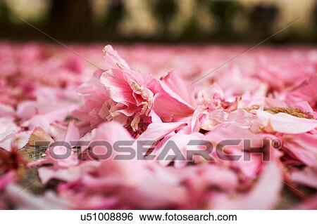 Surface level view of pink spring blossom petals on park ground View Large Photo Image Stock Photograph - Surface level view of pink spring blossom petals on park ground. Fotosearch