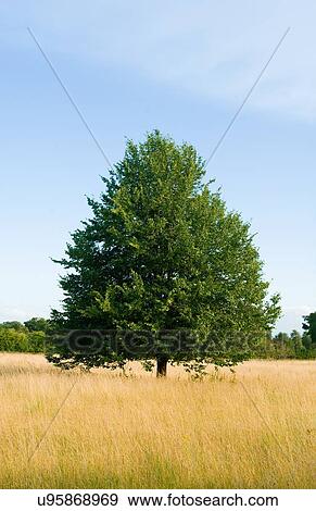 Stock Photo - Tree in field of long summer grass. Fotosearch