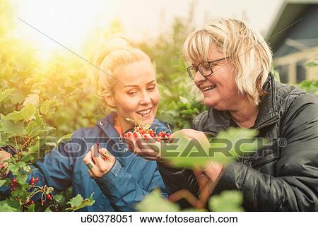 Stock Image - Two women picking redcurrants together. Fotosearch