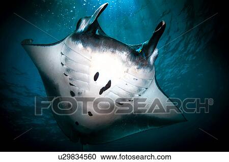 Stock Image - Underwater low angle view of Manta Ray (manta alfredi) feeding at ocean surface, Bali, Indonesia. Fotosearch