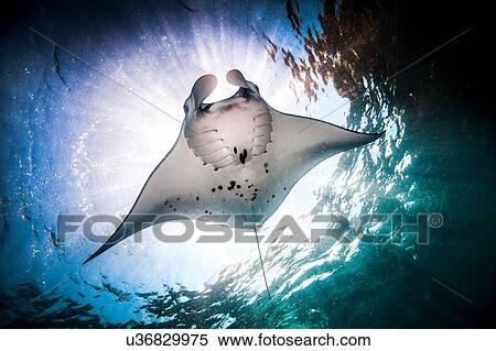 Underwater low angle view of Manta Ray (manta alfredi) feeding at ocean surface, Bali, Indonesia View Large Photo Image Stock Photography - Underwater low angle view of Manta Ray (manta alfredi) feeding at ocean surface, Bali, Indonesia. Fotosearch