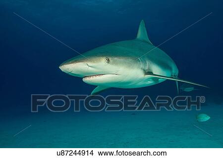 Picture - Underwater portrait of reef shark above seabed, Tiger Beach, Bahamas. Fotosearch