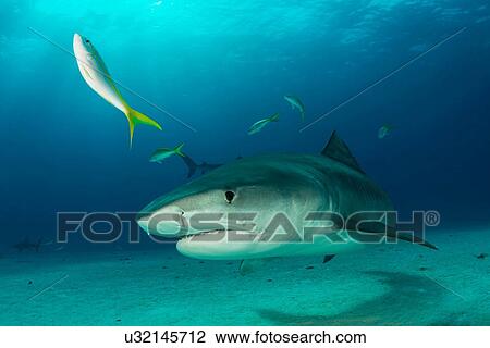 Underwater portrait of reef shark, Tiger Beach, Bahamas View Large Photo Image Stock Image - Underwater portrait of reef shark, Tiger Beach, Bahamas. Fotosearch