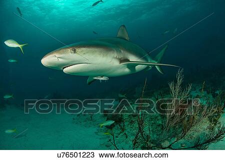 Stock Image - Underwater portrait of reef shark swimming above seabed, Tiger Beach, Bahamas. Fotosearch