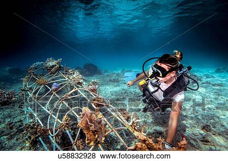 Underwater view of diver fixing a seacrete on seabed, (artificial steel reef with electric current), Lombok, Indonesia View Large Photo Image Stock Photo - Underwater view of diver fixing a seacrete on seabed, (artificial steel reef with electric current), Lombok, Indonesia. Fotosearch