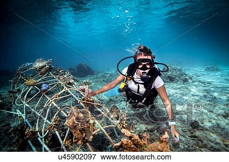 Underwater view of female diver fixing a seacrete on seabed, (artificial steel reef with electric current), Lombok, Indonesia View Large Photo Image Stock Photo - Underwater view of female diver fixing a seacrete on seabed, (artificial steel reef with electric current), Lombok, Indonesia. Fotosearch