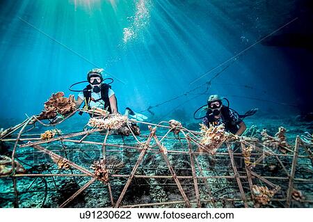 Stock Image - Underwater view of female divers fixing a seacrete on seabed, (artificial steel reef with electric current), Lombok, Indonesia. Fotosearch