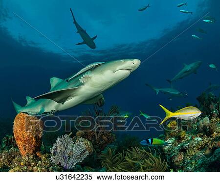 Underwater view of lemon shark, Tiger Beach, Bahamas View Large Photo Image Stock Photography - Underwater view of lemon shark, Tiger Beach, Bahamas. Fotosearch