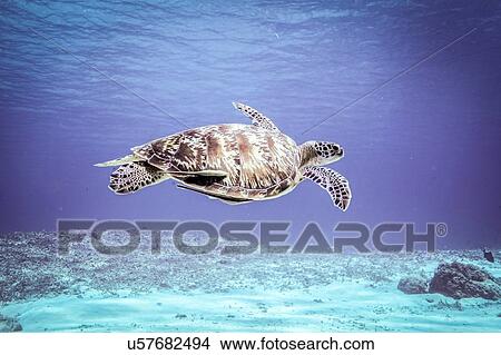Underwater view of rare green sea turtle (chelonia mydas) swimming over seabed, Bali, Indonesia View Large Photo Image Picture - Underwater view of rare green sea turtle (chelonia mydas) swimming over seabed, Bali, Indonesia. Fotosearch