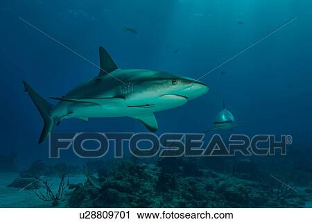 Stock Image - Underwater view of reef shark swimming, Tiger Beach, Bahamas. Fotosearch