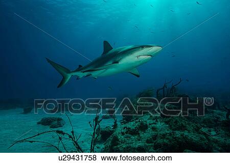 Stock Photo - Underwater view of reef shark swimming above seabed, Tiger Beach, Bahamas. Fotosearch