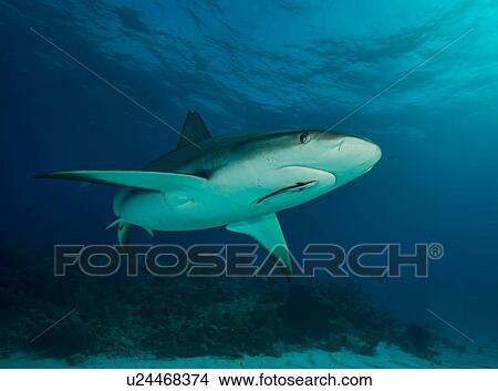 Picture - Underwater view of reef shark, Tiger Beach, Bahamas. Fotosearch