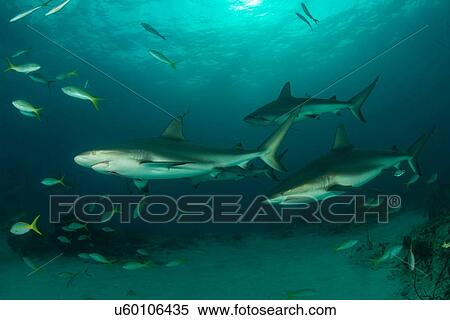 Stock Photography - Underwater view of reef sharks swimming above seabed, Tiger Beach, Bahamas. Fotosearch