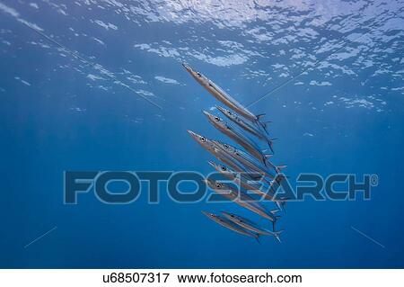 Stock Photo - Underwater view of row of juvenile chevron barracuda (sphyraena genie), Lombok, Indonesia. Fotosearch