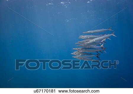 Stock Image - Underwater view of school of juvenile chevron barracuda (sphyraena genie), Lombok, Indonesia. Fotosearch