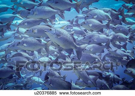 Underwater view of school of lowfin drummers (kyphosus vaigiensis), Lombok, Indonesia View Large Photo Image Stock Photography - Underwater view of school of lowfin drummers (kyphosus vaigiensis), Lombok, Indonesia. Fotosearch