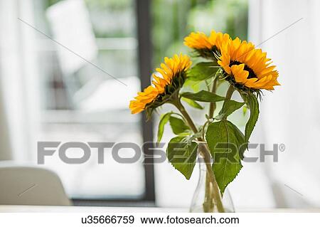 Stock Photo - Vase of sunflowers in living room. Fotosearch