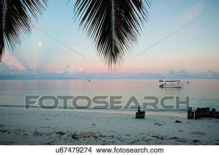 Picture - View of with silhouetted palm and sea at dawn. Fotosearch