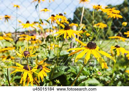 Picture - Yellow flowers in sunlit garden. Fotosearch