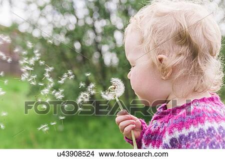 Picture - Young girl blowing dandelion clock. Fotosearch