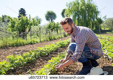 Young man crouched in field tending to tomato plants View Large Photo Image Stock Image - Young man crouched in field tending to tomato plants. Fotosearch