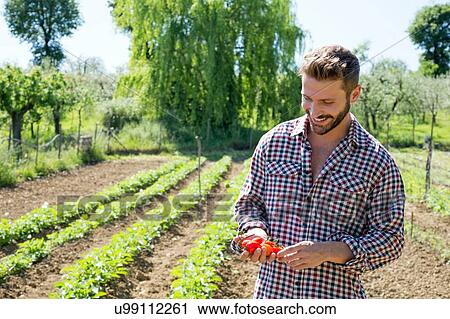 Young man in vegetable garden holding tomatoes looking down smiling View Large Photo Image Stock Image - Young man in vegetable garden holding tomatoes looking down smiling. Fotosearch