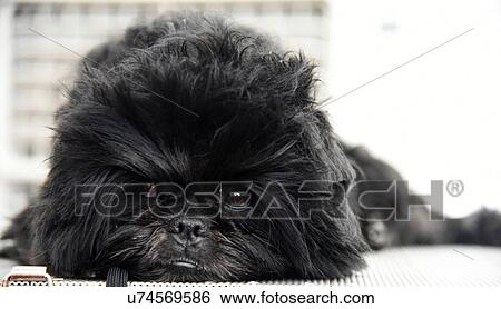Affenpinscher (Monkey-Terrier) View Large Photo Image Stock Photograph - Affenpinscher (Monkey-Terrier). Fotosearch