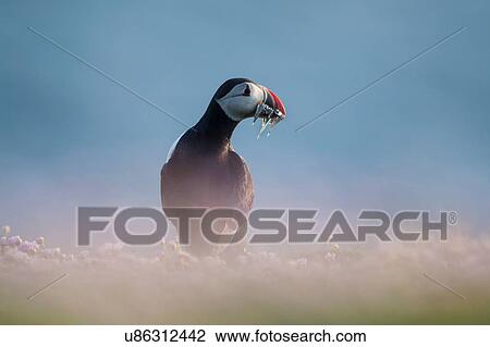 Stock Image - Atlantic puffin (fratercula arctica) sand eels in beak, Fair Isle, Shetland, United Kingdom. Fotosearch