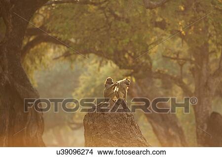 Baboons grooming (Papio cynocephalus ursinus), rear view, Mana Pools National Park, Zimbabwe View Large Photo Image Picture - Baboons grooming (Papio cynocephalus ursinus), rear view, Mana Pools National Park, Zimbabwe. Fotosearch