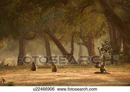 Baboons (Papio cynocephalus ursinus), Mana Pools National Park, Zimbabwe View Large Photo Image Stock Photograph - Baboons (Papio cynocephalus ursinus), Mana Pools National Park, Zimbabwe. Fotosearch