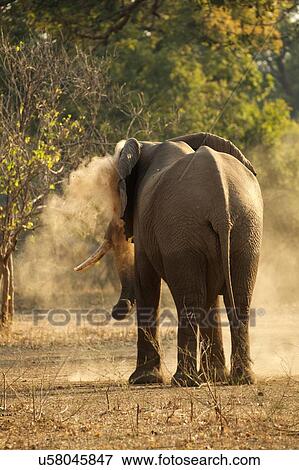 Stock Photo - Bull elephant (Loxodonta africana) having dust bath, rear view, Mana Pools National Park, Zimbabwe. Fotosearch
