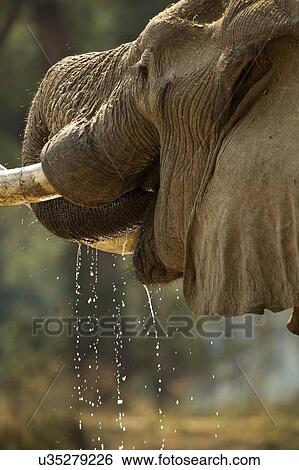 Stock Photograph - Bull elephant (Loxodonta africana), close-up, Mana Pools National Park, Zimbabwe. Fotosearch