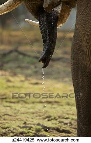 Bull elephant (Loxodonta africana), close-up of tusks, Mana Pools National Park, Zimbabwe View Large Photo Image Stock Photography - Bull elephant (Loxodonta africana), close-up of tusks, Mana Pools National Park, Zimbabwe. Fotosearch