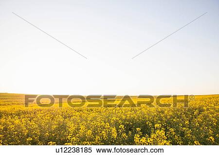 Canola field in sunshine View Large Photo Image Stock Photography - Canola field in sunshine. Fotosearch