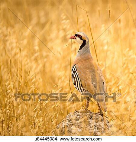 Picture - Chukar Partridge (Alectoris Chukar), Israel. Fotosearch